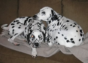 Dalmatians awake