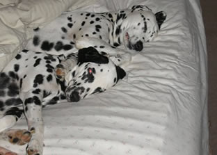 Dalmatians sleeping